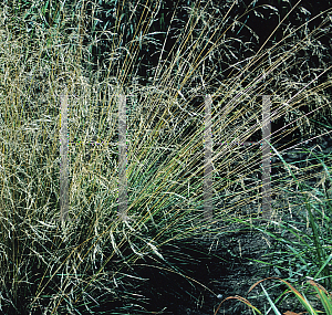 Picture of Deschampsia caespitosa 'Schottland(Scotland)'