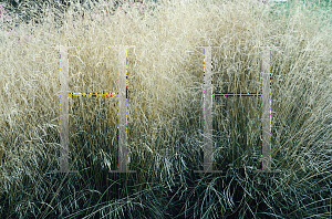 Picture of Deschampsia caespitosa 'Goldstaub(Gold Dust)'