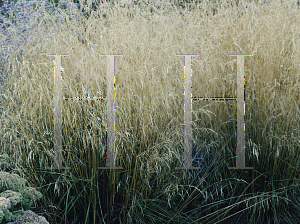 Picture of Deschampsia caespitosa 'Goldstaub(Gold Dust)'