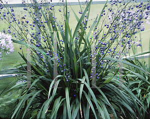 Picture of Dianella caerulea 