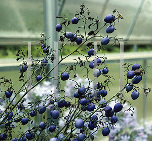 Picture of Dianella caerulea 