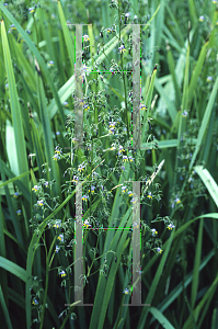 Picture of Dianella tasmanica 