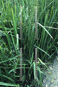 Picture of Dianella tasmanica 