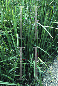 Picture of Dianella tasmanica 