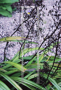 Picture of Dianella tasmanica 