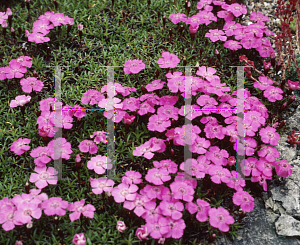 Picture of Dianthus alpinus 