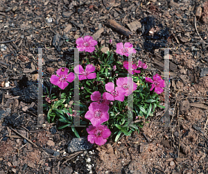 Picture of Dianthus alpinus 