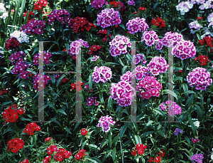 Picture of Dianthus barbatus 