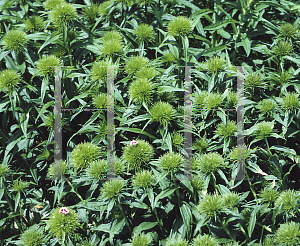 Picture of Dianthus barbatus 