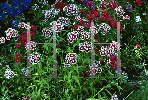 Picture of Dianthus barbatus 