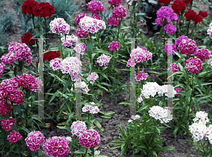 Picture of Dianthus barbatus 