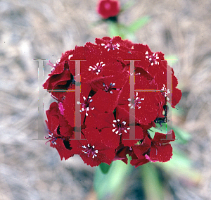 Picture of Dianthus barbatus 'Sooty'
