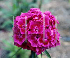 Picture of Dianthus barbatus 