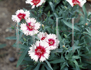 Picture of Dianthus chinensis 'Snowfire'