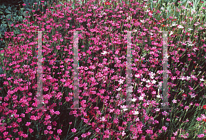 Picture of Dianthus deltoides 'Brilliant'