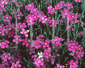 Picture of Dianthus deltoides 'Red Maiden'