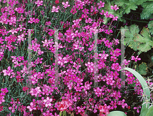 Picture of Dianthus deltoides 'Red Maiden'