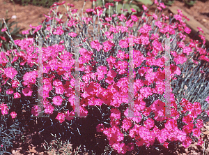 Picture of Dianthus gratianopolitanus 