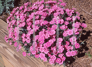 Picture of Dianthus gratianopolitanus 