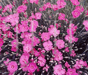 Picture of Dianthus gratianopolitanus 