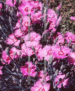 Picture of Dianthus gratianopolitanus 