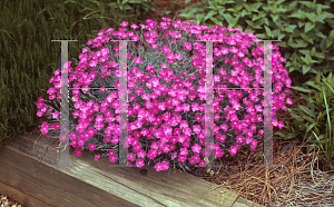 Picture of Dianthus gratianopolitanus 'Firewitch'