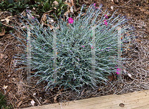 Picture of Dianthus gratianopolitanus 'Firewitch'