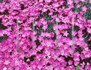 Picture of Dianthus haematocalyx 