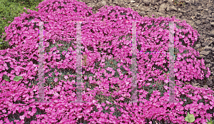 Picture of Dianthus haematocalyx 