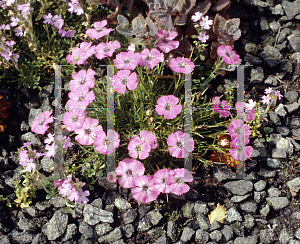 Picture of Dianthus pavonius 