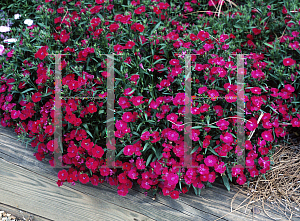 Picture of Dianthus  'Diamond Purple'