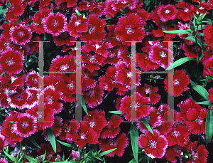 Picture of Dianthus chinensis x barbatus 'Festival Carmine'