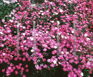 Picture of Dianthus chinensis 'First Love'