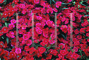 Picture of Dianthus plumarius 'Ideal Carmine'