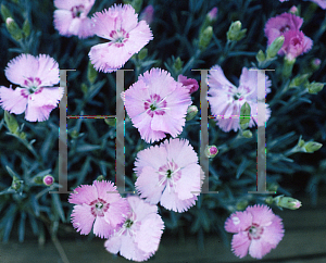 Picture of Dianthus gratianopolitanus 'Baby Blanket'