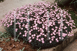 Picture of Dianthus gratianopolitanus 'Bath's Pink'