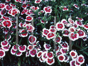 Picture of Dianthus chinensis x barbatus 'Festival Cherry Picotee'