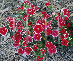 Picture of Dianthus chinensis x barbatus 'Telstar Mix'