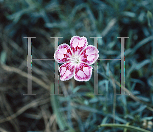 Picture of Dianthus  'Spottie'