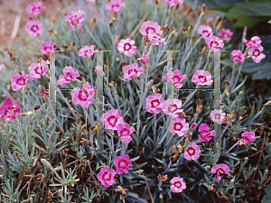 Picture of Dianthus alpinus 'Pixie Star'