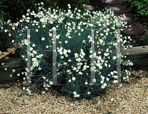 Picture of Dianthus plumarius 'Itsaul White'