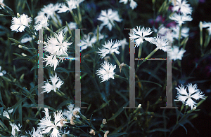 Picture of Dianthus superbus 