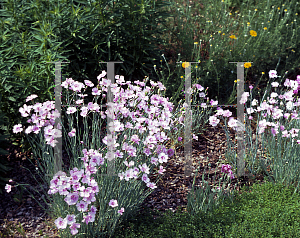 Picture of Dianthus plumarius 