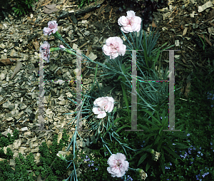 Picture of Dianthus plumarius 