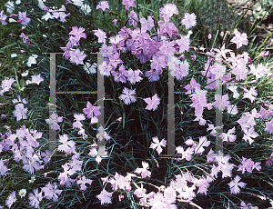 Picture of Dianthus zonatus 