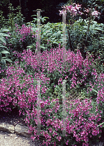 Picture of Diascia barberae 