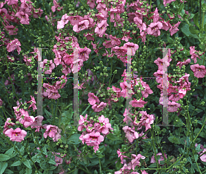 Picture of Diascia barberae 