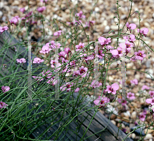 Picture of Diascia capularis 