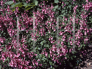 Picture of Diascia elegans 