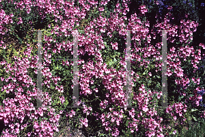 Picture of Diascia elegans 